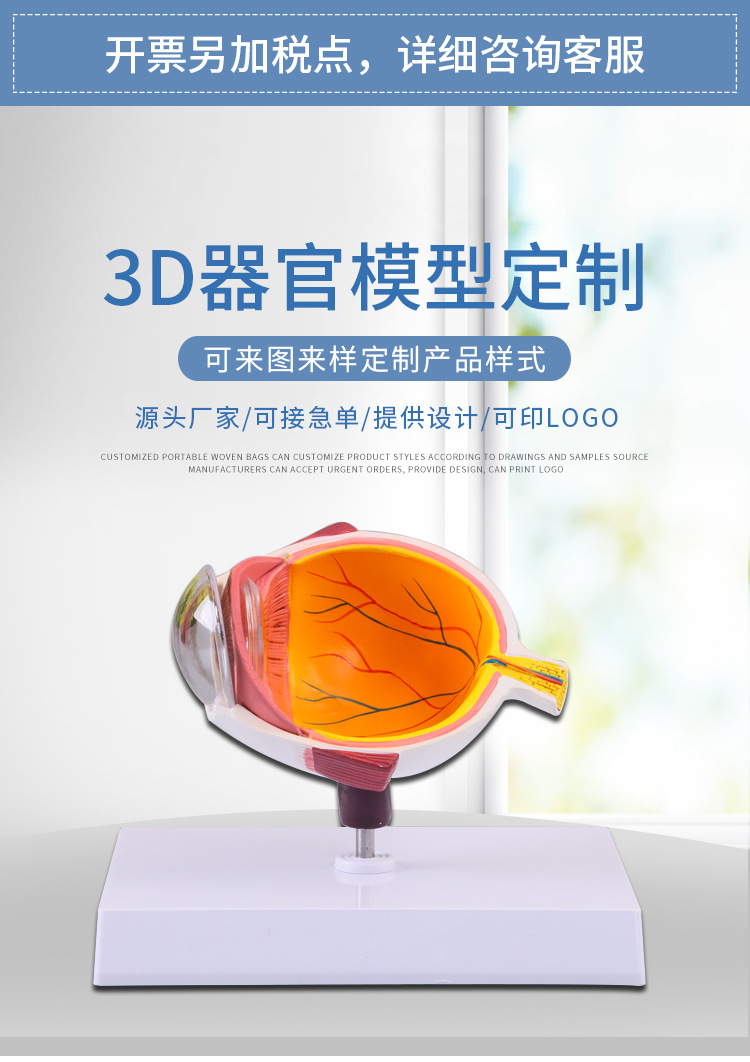 医用教学器官模型病理分析模型 人体眼球结构造模 单眼眼球模型
